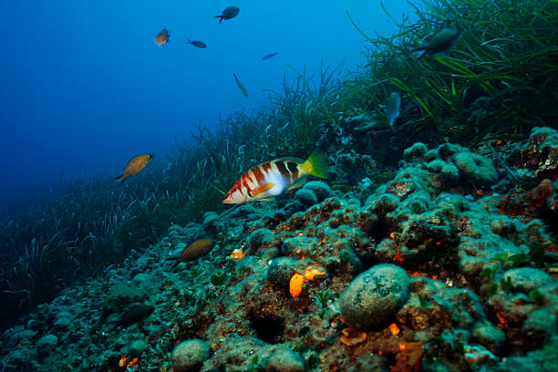Scuba diving. Beautiful sea life, live sea sponge. Underwater scene at  reef. Sea grass bottom, painted comber (Serranus scriba),   school of sea fish. Scuba diver point of view.