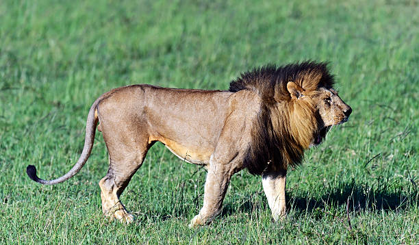 istock Portrait of young Lion 545427362
