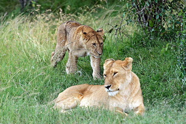 istock Portrait of young Lion 545427516
