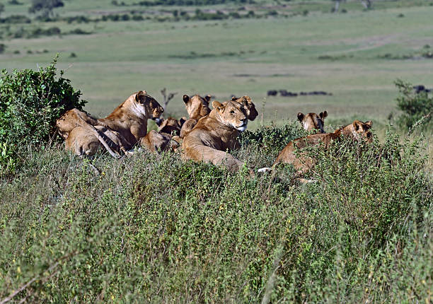 istock Portrait of young Lion 545427746