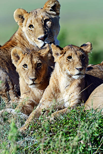 istock Portrait of young Lion 545427818