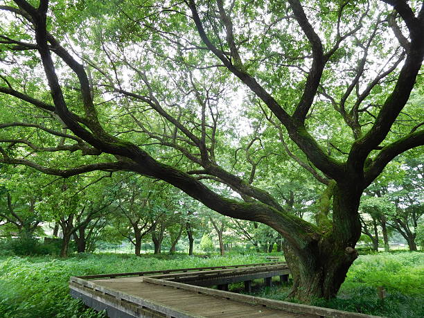 istock The old tree in the wetlands 545427898