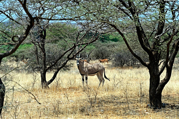 istock Oryx gazella in Africa 545427916