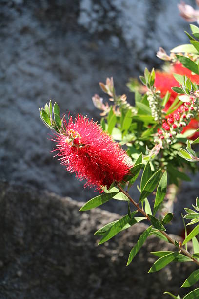 Red Bottlebrush flowers, a native plant of Australia in Italy Red Bottlebrush flowers, a native plant of Australia in Italy baobab flower stock pictures, royalty-free photos & images