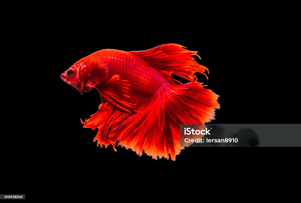 closeup beautiful small siam betta fish with isolate background Activity Stock Photo