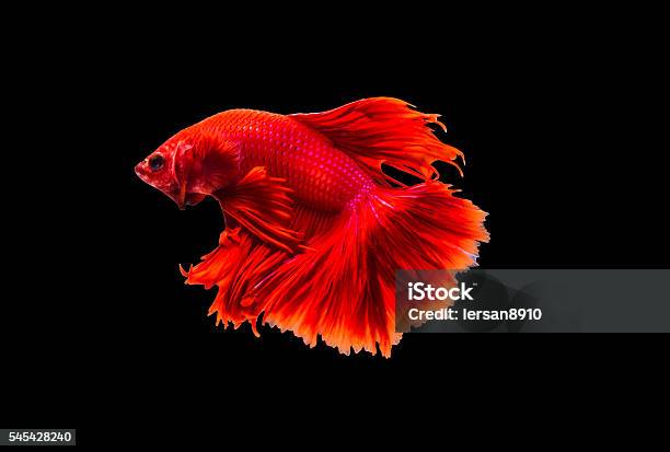 Closeup Beautiful Small Siam Betta Fish With Isolate Background Stock Photo - Download Image Now