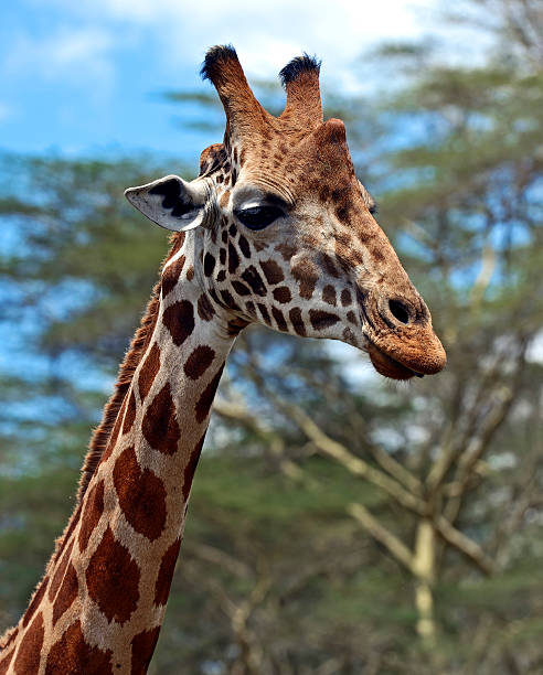 istock Giraffe in the African savannah 545428394