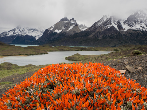  Anarthrophyllum desideratum shown here in Torres del Painne National Park,in Chile,  with Lago Nordenskjold in the background. Behind that are snow covered mountains with some of towers for which the park is named peaking out from behind a mountain. Family Leguminosae. This plant has various common names: scarlet gorse, fire tongue, cushion plant, neneo macho, mataguanaco that should be used with caution as there are several closely related Anarthrophyllum species.