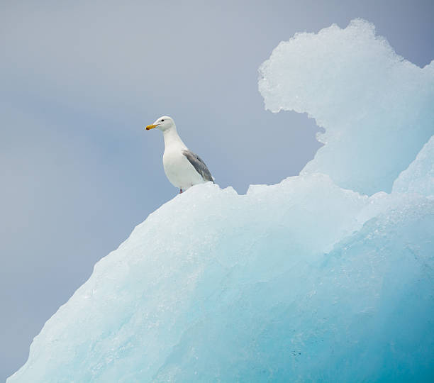 istock Glaucous gull on an iceberg, Columbia Glacier, Alaska 545429330
