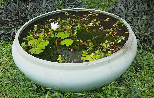 Photo of Lotus pond