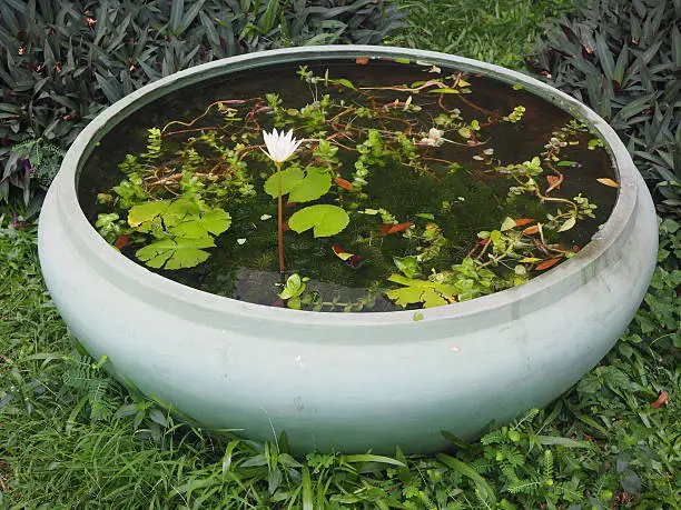 Photo of Lotus pond