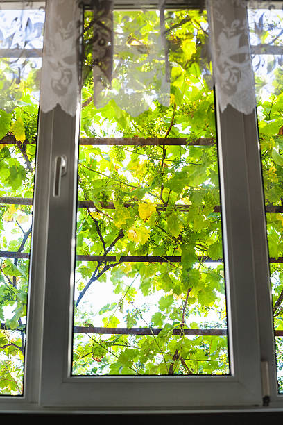 wooden Windows, entwined with vine