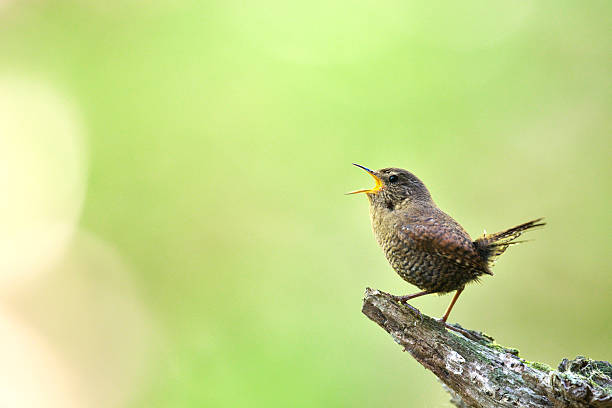 myszołów wren - birdsong zdjęcia i obrazy z banku zdjęć