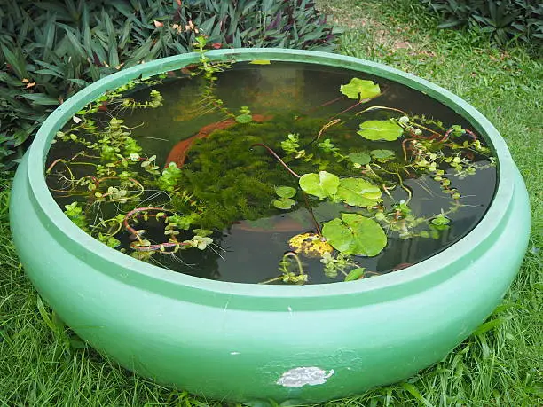 Photo of Lotus pond