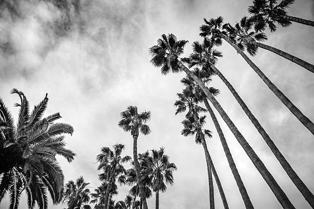 Looking Up Into Palm Trees, Palisades Park, Santa Monica, B&W Looking up into palm trees, Mexican fan palms (Washingtonia robusta) towering above, and a Canary Island date palm in the lower left, in Palisades Park, Santa Monica. Black and white. fan palm tree photos stock pictures, royalty-free photos & images