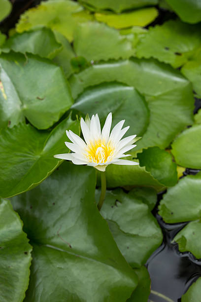 istock water lily - Lotus flower and leaf lotus 545432578
