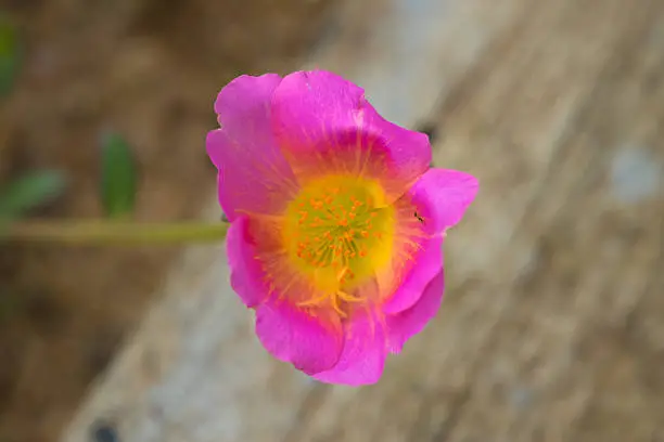 Photo of Blur and soft close up flower .(Selective focus)