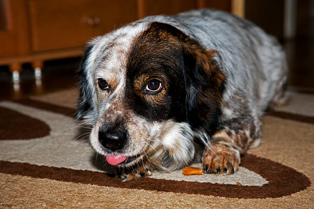 faithful dog, the friend of man - frend imagens e fotografias de stock