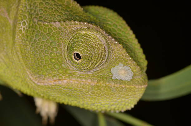 istock Green Chameleon head with shedding skin patch on nose 545433670