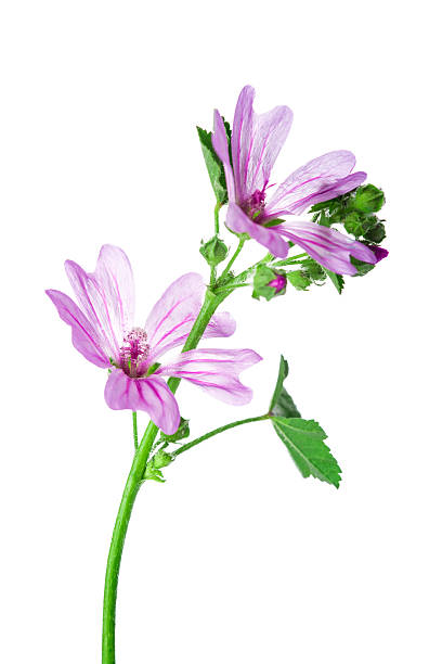 istock Mallow or malva flowers isolated on white 545435498