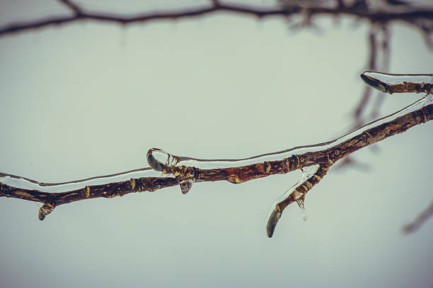 Frosty winter day. Hoarfrost, ice Crystal on tree