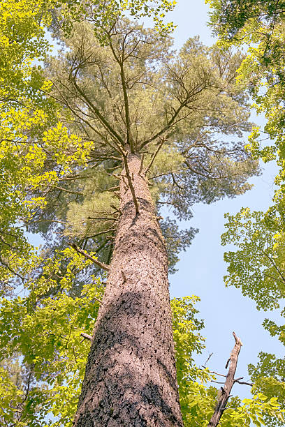 istock Lone pine, Estivant Pines Nature Sanctuary, MI 545437056