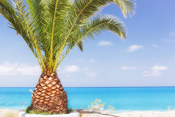 ターコイズブルーの海に対する熱帯の島のヤシの木 - sky yellow seascape summer resort ストックフォトと画像