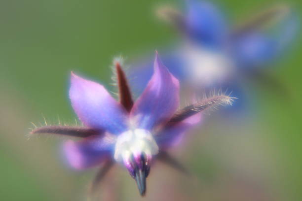 istock Macro photo of borage hazy 545437904