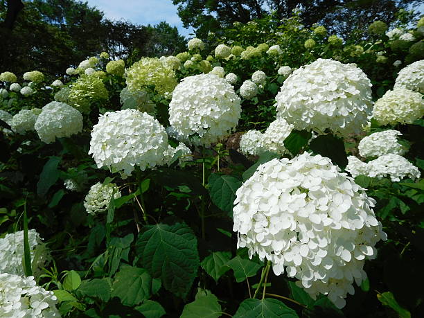 istock The white flowers of hydrangea in the park 545438060