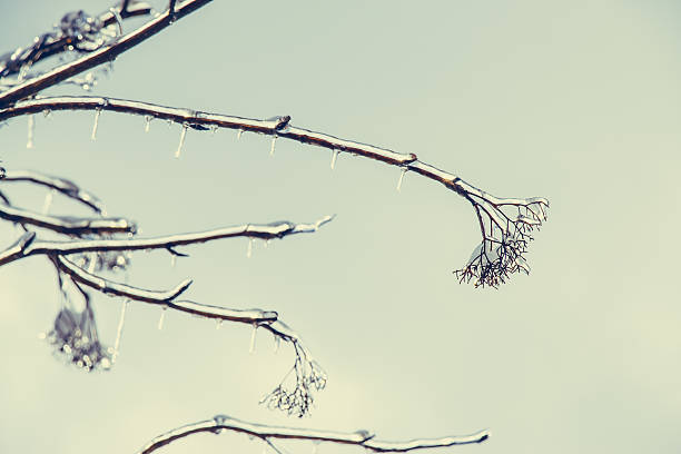 Frosty winter day. Hoarfrost, ice Crystal on tree