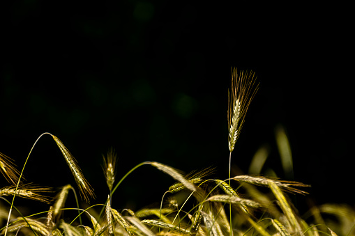 Ears of wheat on a black background.