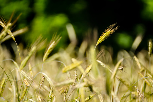 Ears of wheat in a field in the sun, a dark background in the background.