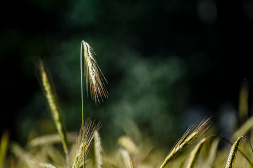 Ears of bent wheat, a dark background.