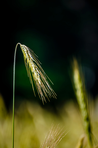 Ears of leaning wheat. A black and green background out of focus in the background. Outdoor shooting.