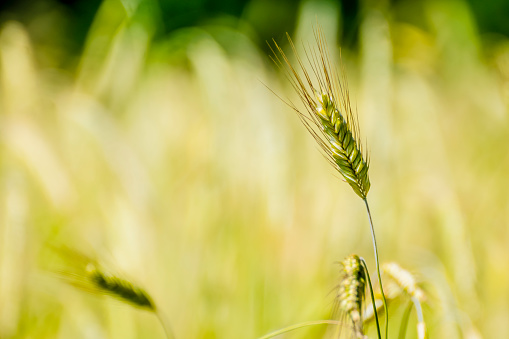 Ears of wheat in the sun. Background out of focus yellow and green.
