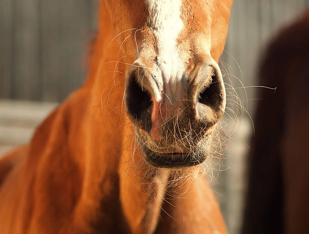 istock nose of foal. close up 545439040