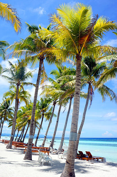 istock Paradise Island Palm Trees Hammock 545440324