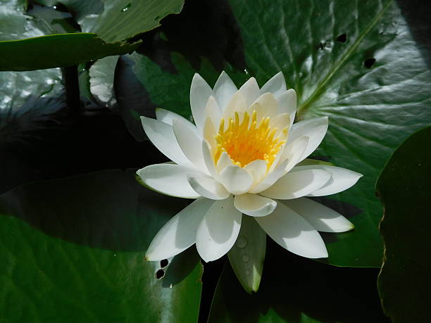 istock The white flower of water lily 545440514