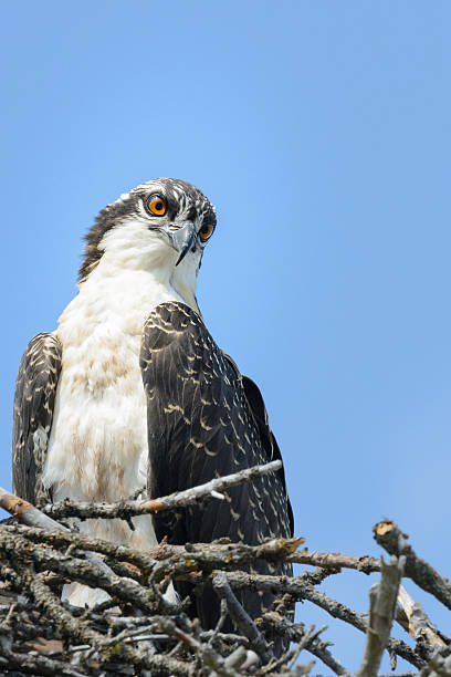 istock Osprey on nest, Banff National Park, Canada 545440854