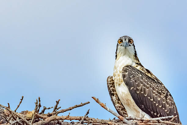 istock Osprey on nest, Banff National Park, Canada 545440904