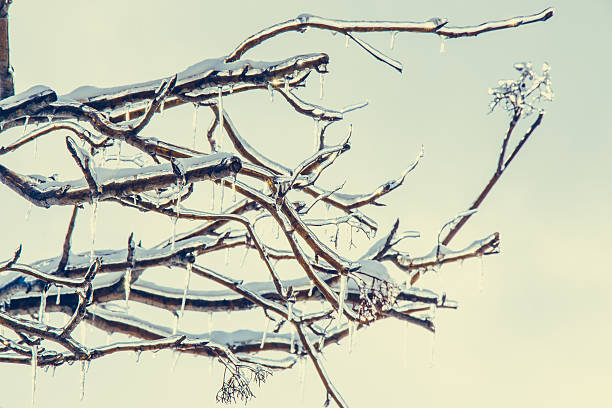 Frosty winter day. Hoarfrost, ice Crystal on tree