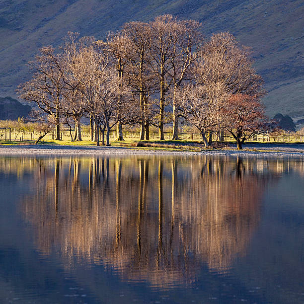 istock Backlit Trees on the Shore of Buttermere 545441658