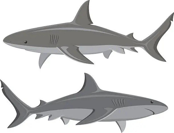 Vector illustration of Great White Sharks Set