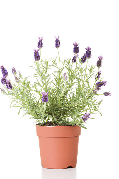 istock Lawender flower in a pot 545442540