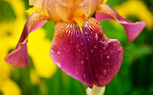 istock Flower of iris  in the garden 545442694