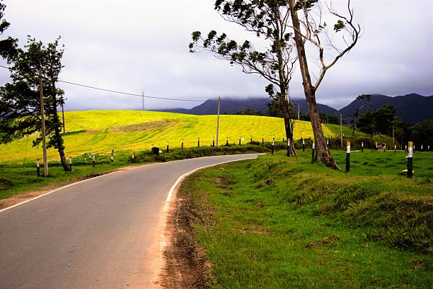 istock Roadside Dairy Farm in Nuwara Eliya 545442864
