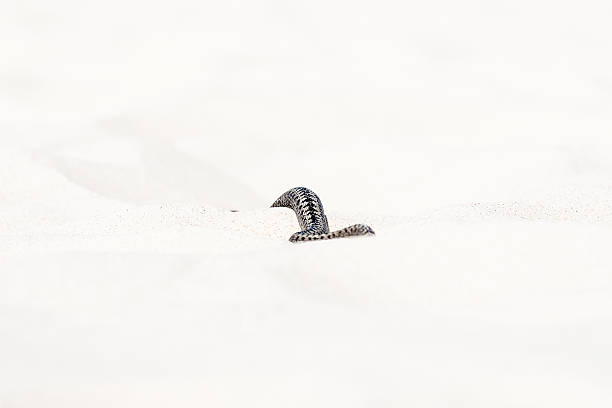 beautiful view of Vipera berus