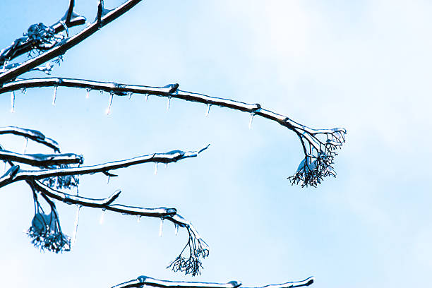 Frosty winter day. Hoarfrost, ice Crystal on tree