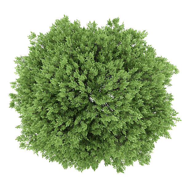 istock top view of common walnut tree isolated on white background 545443356