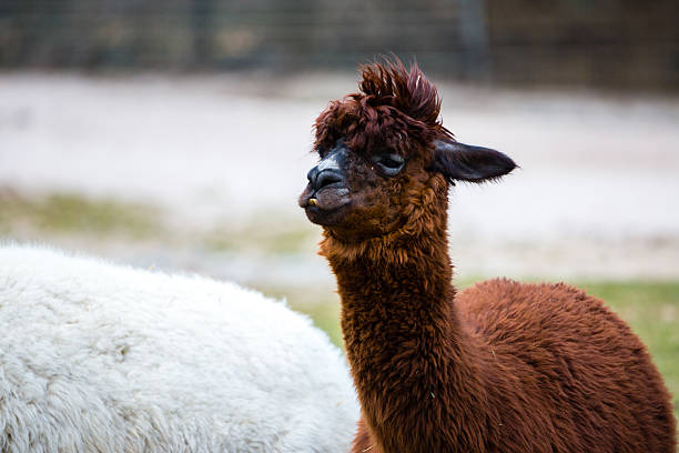 istock Alpaca with wild, messy, funny hair. 545443586